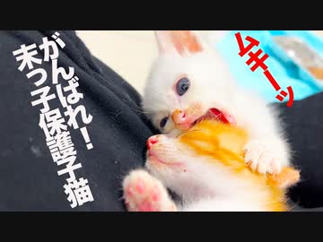 よちよち末っ子保護子猫、食らいついて生きる