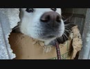 おはようございます（Good morning）