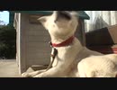 2011年2月19日のハッピーちゃん