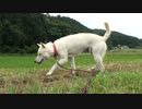 ハッピーちゃんの散歩 梅雨 2011年6月20日