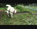 ハッピーちゃんの蒸し暑い中の散歩 2011年6月21日