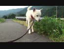 ハッピーちゃんとの散歩 2011年6月22日