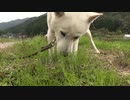 ハッピーちゃんとの散歩 2011年10月17日