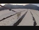 ハッピーちゃんとの散歩 2012年1月24日