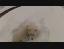 ハッピーちゃんとの雪中散歩 2012年2月2日