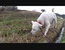 つくしを食べつくす勢いのハッピーちゃん