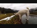 ハッピーちゃんとの散歩 2012年1月19日