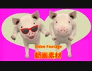 ブタ(Pig)【動画素材 (Video Footage)】