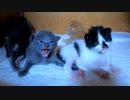 子猫の飼主への威嚇「理由がありました」