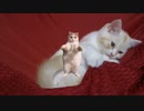 猫ミーア＆ティーちゃん♥️その②
