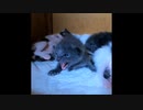 【ショート】かわいい赤ちゃん猫のシャー