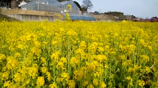 菜の花畑。