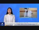 ロング・コビッドよって引き起こされる脳霧の重要な原因を科学者が発見