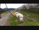 ハッピーちゃんとの散歩 2012年4月20日