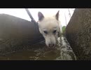 ハッピーちゃんとの散歩 2012年6月24日
