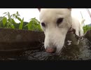 ハッピーちゃんとの散歩 2012年6月26日