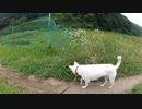 ハッピーちゃんとの散歩 2012年7月7日