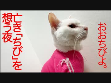 ひとりになったウチューネコ、亡き「ちび」を想う夜