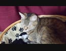 拾いねこ＠生後4221/146日目　お出迎え動画！