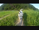 ハッピーちゃんとの散歩 2012年7月10日