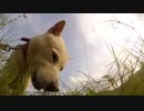 ハッピーちゃんとの散歩 2012年7月12日