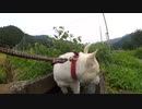 ハッピーちゃんとの散歩 2012年7月14日