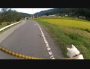 ハッピーちゃんとの散歩 2012年8月23日
