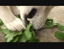 大根の葉っぱをムシャムシャ食べるハッピー