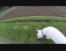 ハッピーちゃんとの散歩（暑くなる熱くなる） 2015年5月18日