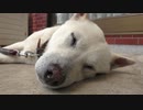 ハッピーちゃんは眠い 2016年5月13日