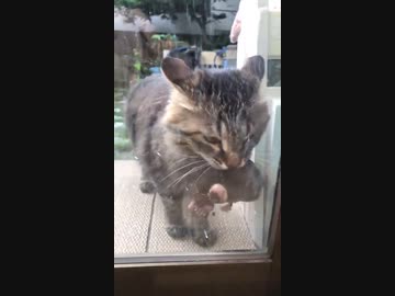 ホモと見るモグラをお持ち帰りしてきた猫