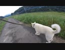 ハッピーちゃんとの散歩 2016年9月23日