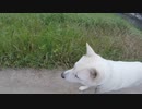 ハッピーちゃんとの散歩 2016年10月4日