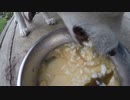 ハッピーちゃんの今日のごはん 2016年10月17日