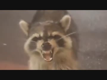 ホモと見る臭いものを嗅がされ悶絶するアライグマ