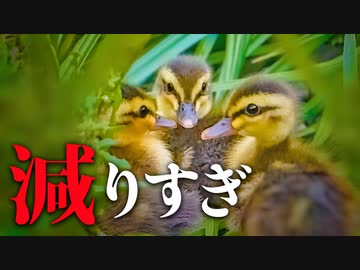 なぜ…ヒナが減りすぎ【カルガモ親子】0611C⑨