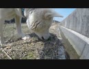 ハッピーちゃんとの散歩 2017年3月20日