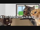 【誤解編】ホモビデオ制作会社アルバイトの日常 #猫ミーム #猫マニ