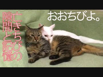 ひとりになったウチューネコ、そこに寄り添う白たぬき