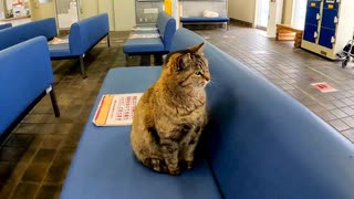 いつもは漁港にいるサビ猫ちゃん、この日は雨だったので待合室で雨宿りしてました