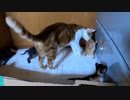 押入れに入るな！初めて子猫が飼主に猫パンチも空を切る