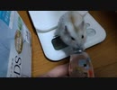 ハムスター飼いました。〜その159〜2024年2月だよ!!体重測定だよ!!