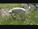 ハッピーちゃんとの散歩 2017年6月15日