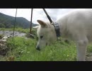 ハッピーちゃんとの散歩 2017年6月26日