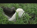 ハッピーちゃんとの散歩 2017年7月23日