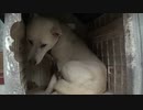 雷に震えるハッピー 2011年6月30日