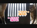 どうしてそうなった？【野良猫？】