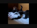 【ショート】キョンシーになっちゃう子猫