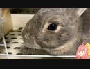 【ウサギ】うさざつ　二月号【琴葉茜】