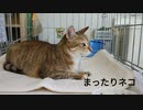まったりネコ
